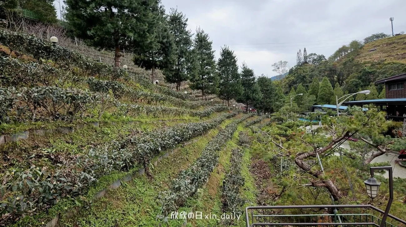 喝喝茶 茶園